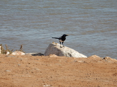 Pica mauritanica