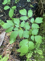 Actaea pachypoda