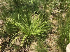 Carex prasina