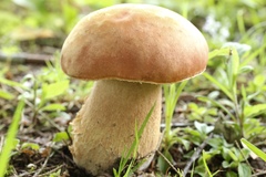 Boletus subcaerulescens
