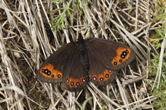 Erebia triarius