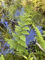 Cystopteris bulbifera