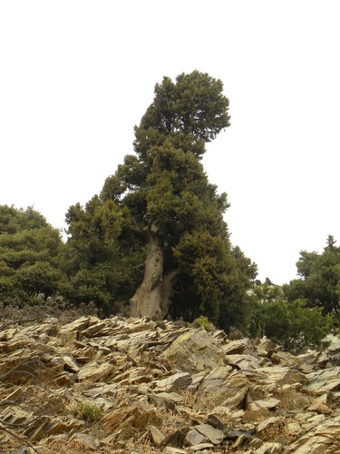 Cupressus atlantica image