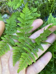 Cystopteris bulbifera