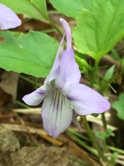 Rostratae