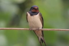 Hirundo rustica