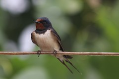 Hirundo rustica
