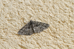 Peribatodes ilicaria