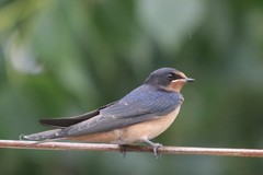 Hirundo rustica