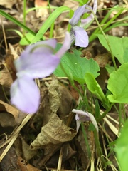 Rostratae