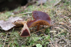 Gymnopus ocior