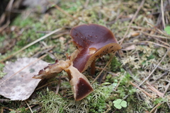 Gymnopus ocior
