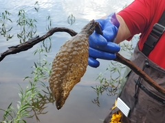 Pectinatella magnifica