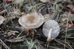 Pluteus plautus