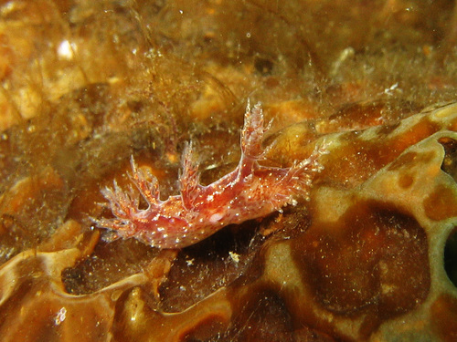 Bushy-backed Nudibranch