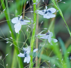 Cleopomiarus hispidulus