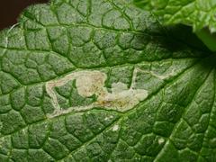 Amauromyza morionella