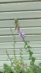 Campanula rapunculoides