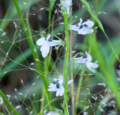 Cleopomiarus hispidulus