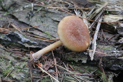 Pluteus plautus