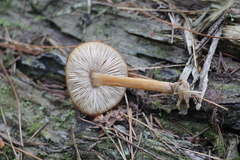Pluteus plautus