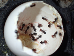 Crematogaster scutellaris