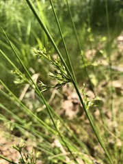 Juncus pylaei