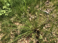 Juncus pylaei