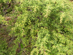 Juniperus brevifolia