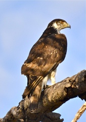 Aquila spilogaster