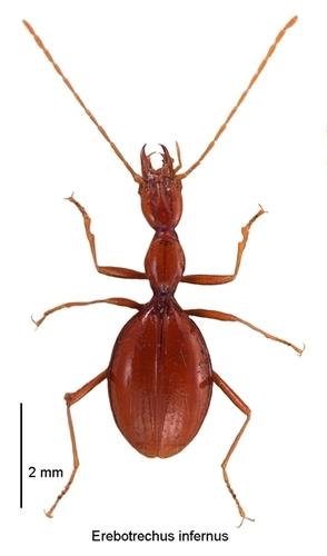 Erebotrechus