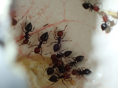 Crematogaster scutellaris