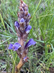 Orobanche coerulescens
