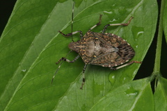 Halyomorpha picus