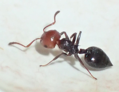 Crematogaster scutellaris