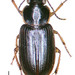 Stenolophus piceus - Photo (c) Landcare Research New Zealand Ltd., some rights reserved (CC BY)