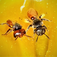 Macrotera
