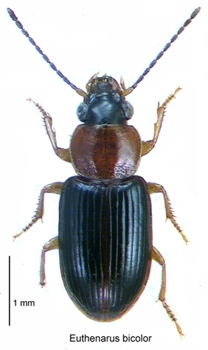 Euthenarus