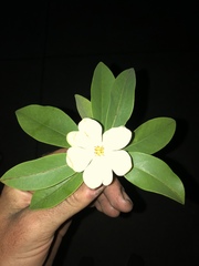 Magnolia virginiana