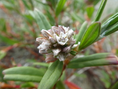 Polygonum paronychia