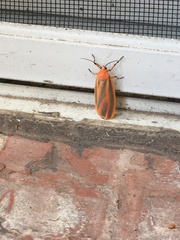 Hypoprepia