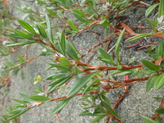 Polygonum paronychia