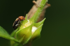 Luperomorpha vittata
