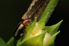 Luperomorpha vittata