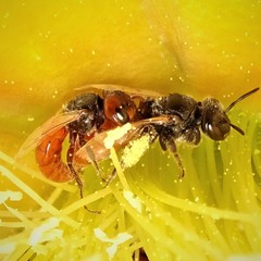 Macrotera