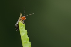 Luperomorpha vittata