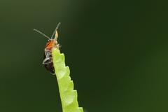 Luperomorpha vittata