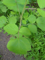 Rubus phoenicolasius