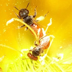 Macrotera
