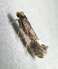 Monopis spilotella